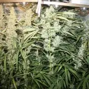 LA Widow & Tangerine Kush (KeraSeeds)