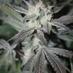 Apple Fritter & Rainbow Sherbet in scrOG