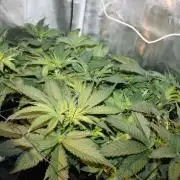 Frozen Black Cherry (Anesia Seeds)