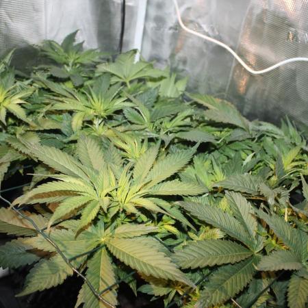 Frozen Black Cherry (Anesia Seeds)