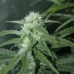 Apple Fritter & Rainbow Sherbet in scrOG