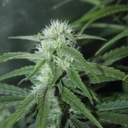 Apple Fritter & Rainbow Sherbet in scrOG