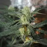 Purple Punch & Northern Lights in scrOG