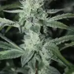 Apple Fritter & Rainbow Sherbet in scrOG