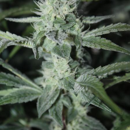 Apple Fritter & Rainbow Sherbet in scrOG