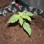 Frozen Black Cherry (Anesia Seeds)