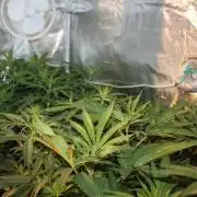 LA Widow & Tangerine Kush (KeraSeeds)