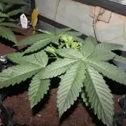 LA Widow & Tangerine Kush (KeraSeeds)