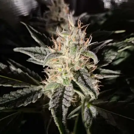 Frozen Black Cherry (Anesia Seeds)