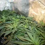Purple Punch & Northern Lights in scrOG