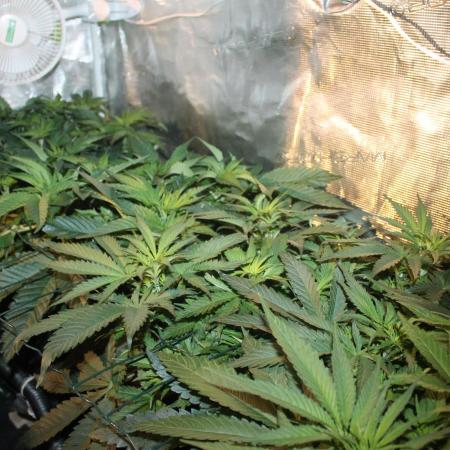 Purple Punch & Northern Lights in scrOG