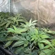 LA Widow & Tangerine Kush (KeraSeeds)