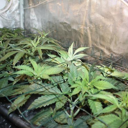 LA Widow & Tangerine Kush (KeraSeeds)