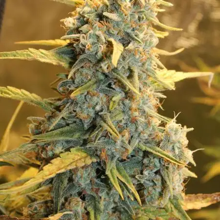MadMax#33 and Lemon Skunk (DutchFem) in scrOG