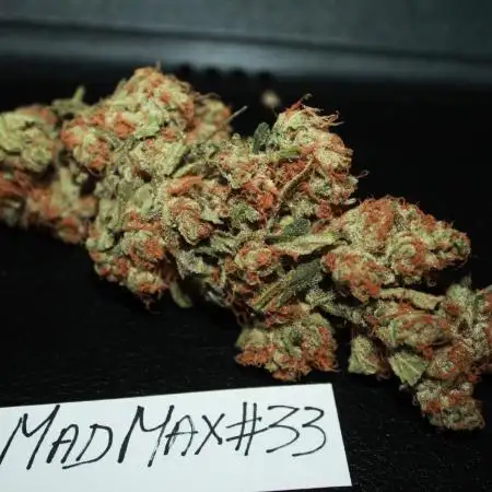 MadMax#33 and Lemon Skunk (DutchFem) in scrOG