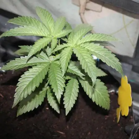 Apple Fritter & Rainbow Sherbet in scrOG