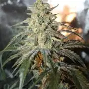 Purple Punch & Northern Lights in scrOG