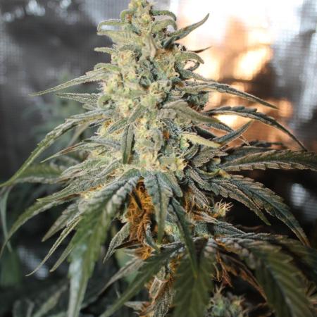 Purple Punch & Northern Lights in scrOG