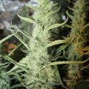LA Widow & Tangerine Kush (KeraSeeds)