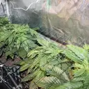 Frozen Black Cherry (Anesia Seeds)