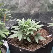 Zkittlez Autoflower
