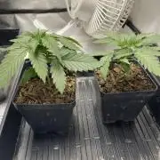 Durban Poison Fem