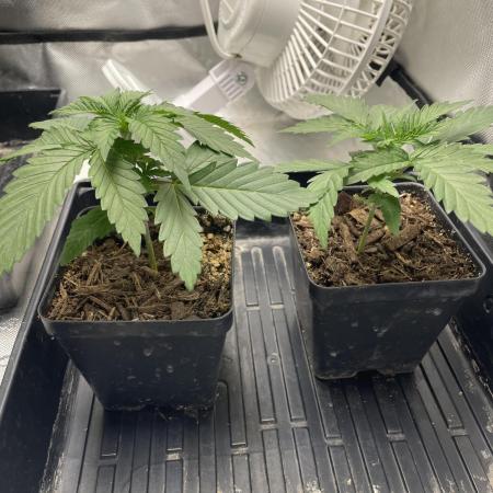 Durban Poison Fem