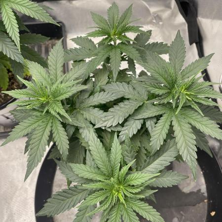 Durban Poison Fem