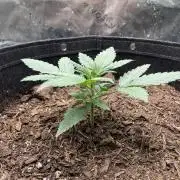 Zkittlez Autoflower