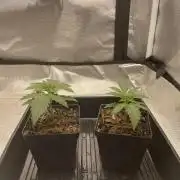 Durban Poison Fem