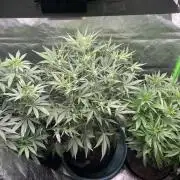 Zkittlez Autoflower