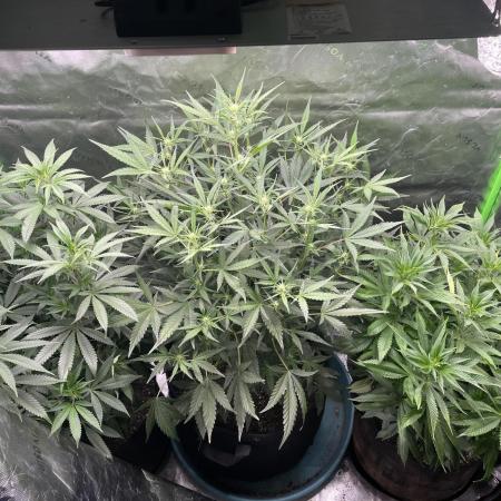 Zkittlez Autoflower
