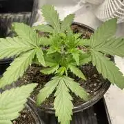 Durban Poison Fem