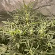 Zkittlez Autoflower