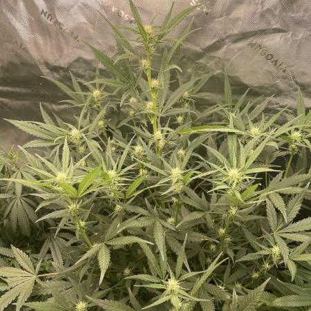 Zkittlez Autoflower