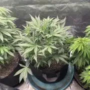 Zkittlez Autoflower