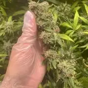 March 2025 grow