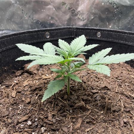 Zkittlez Autoflower