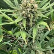 Zkittlez Autoflower