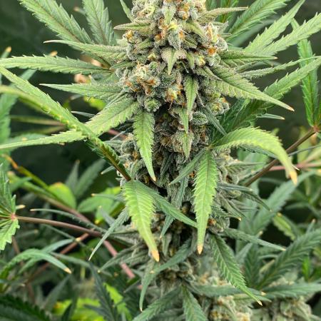 Zkittlez Autoflower