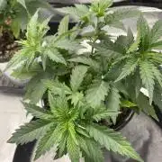 Durban Poison Fem