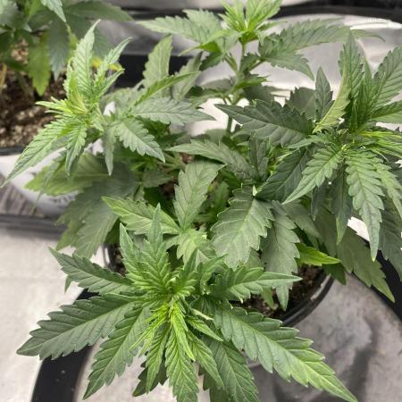 Durban Poison Fem