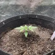 Zkittlez Autoflower