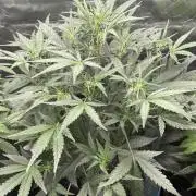 Zkittlez Autoflower