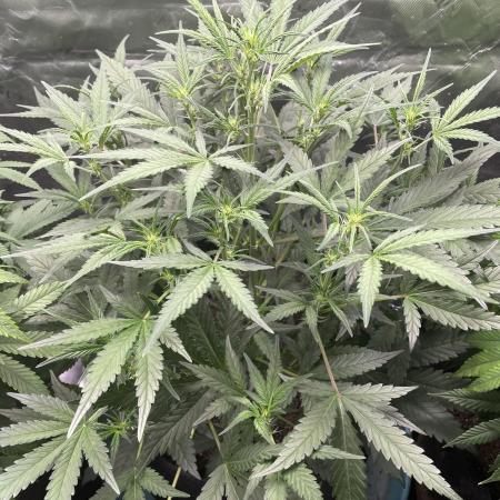 Zkittlez Autoflower