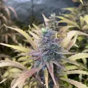 Mephisto Auto Samplerun