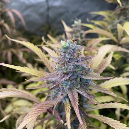 Mephisto Auto Samplerun