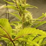 Mephisto Auto Samplerun