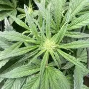 Hermi “experiments”