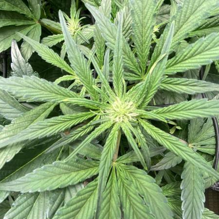 Hermi “experiments”